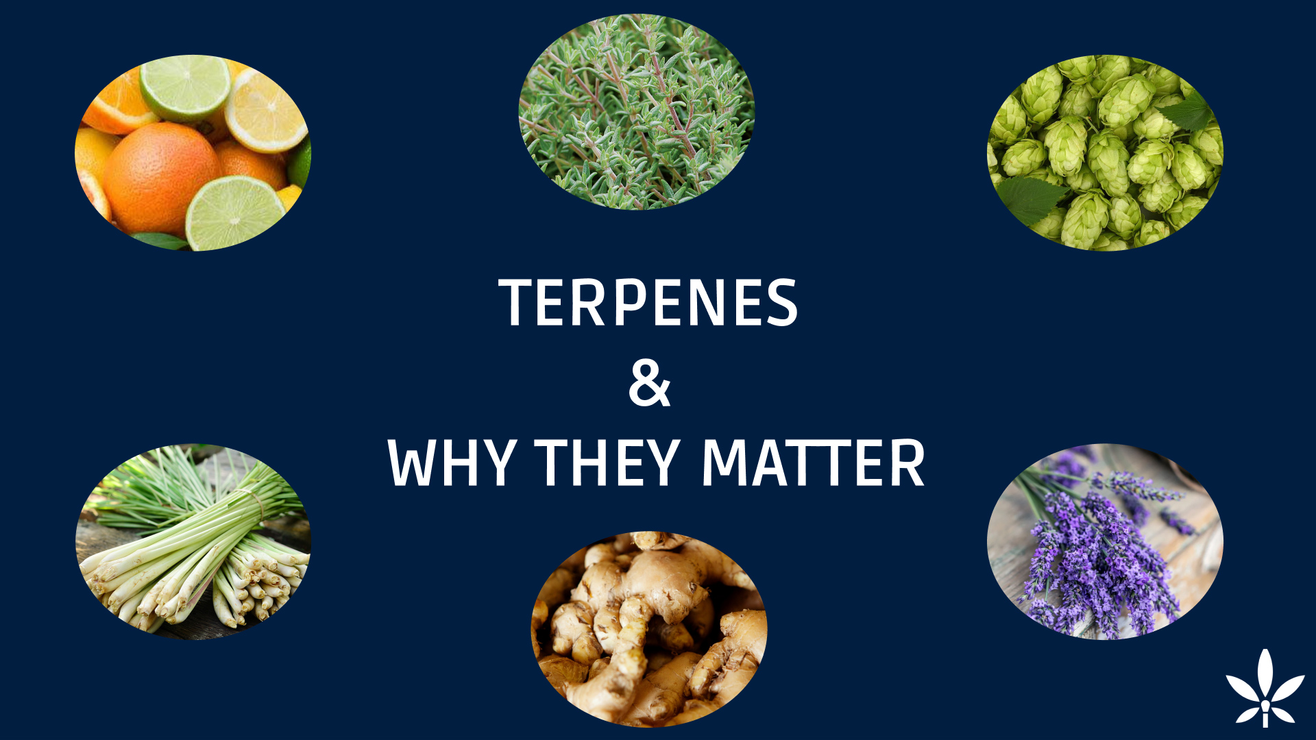 What are cannabis terpenes and why they matter