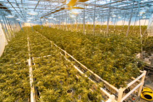 Exploring the Art of Strain Hunting blog post