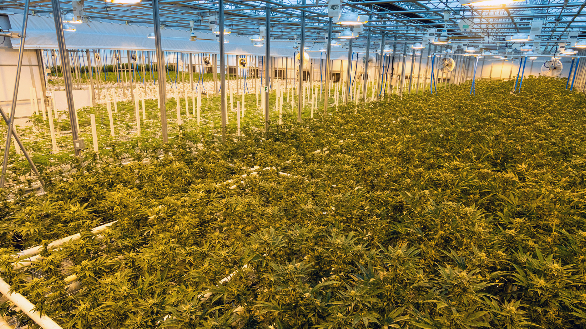 Image of nuEra's grow warehouse