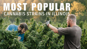 Most Popular cannabis Strain