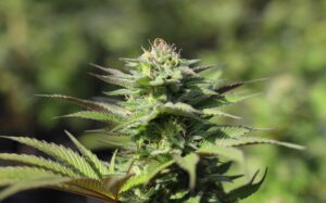Fostering Community and Knowledge in the Cannabis Industry