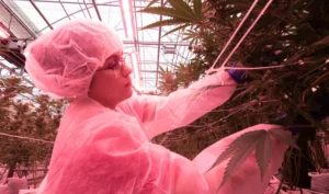 A woman cultivator tending to medical cannabis plants for women's health.